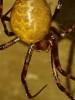 Meta Menardi (European Cave Spider) 