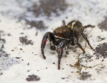 Pellenes male in habitat Copyright: Evan Jones