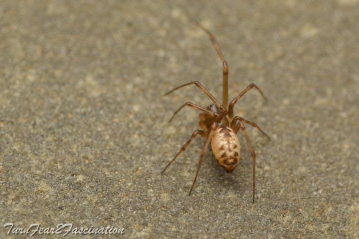 Microlinyphia impigra female Copyright: Tone Killick