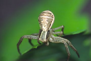 Xysticus ulmi female about to balloon Copyright: Peter Harvey