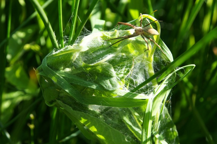 Nursery Web Spider Wicken Fen Copyright: Chris Slaney