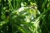 Nursery Web Spider Wicken Fen