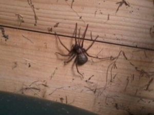 Spider in my shed Copyright: Norgard Davies