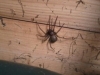 Spider in my shed