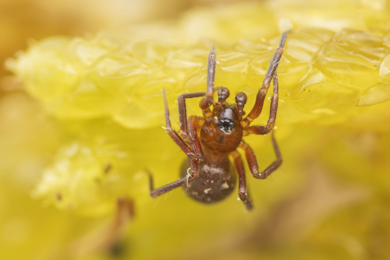 Agyneta cauta adult female Copyright: Shreyas Kuchibhotla