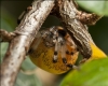 Araneus marmoreus var. pyramidatus  Oct 09