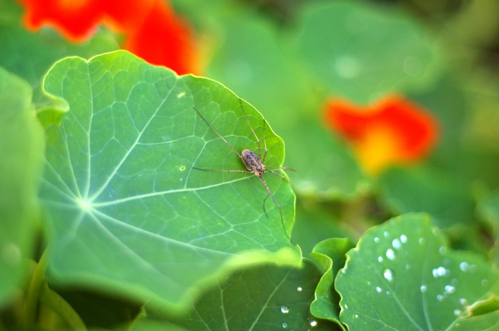Harvestman on Nasturtium leaf. Copyright: Mike Howes