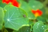 Harvestman on Nasturtium leaf.