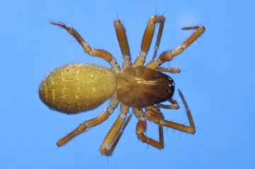 Porrhomma errans female Copyright: Richard Gallon