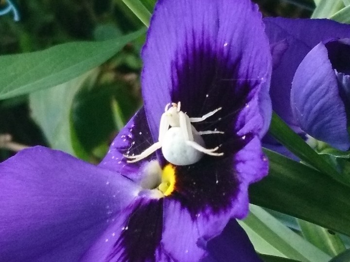 White Crab Spider on Pansy Copyright: Suzanne Marie