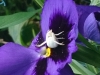 White Crab Spider on Pansy