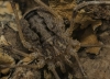Odiellus spinosus male