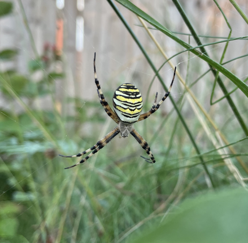 wasp spider in garden 16-08-2022 Copyright: Thomas Eichhorst