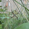wasp spider in garden 16-08-2022