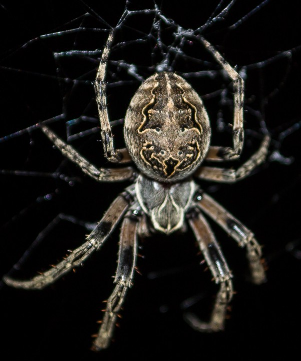 orb web spider Copyright: Paul Barrett