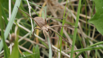 Spider spp.Community Woodland Copyright: Andy Dowse