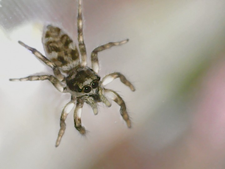 Salticus spider Copyright: Stuart MacDonald