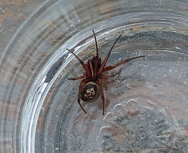 Possible False Widow in Wales Copyright: Paul Williams