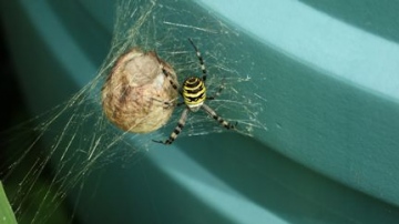 Wasp spider back garden Sittingbourne kent Copyright: Anthony Thorley