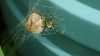 Wasp spider back garden Sittingbourne kent