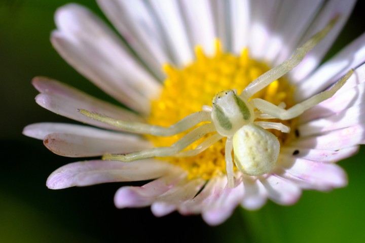 Female Flower Crab Spider Misumena vatia Copyright: Philip Morris