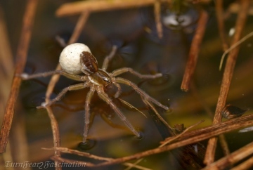 Pirata piraticus on water surface 2 Copyright: Tone Killick