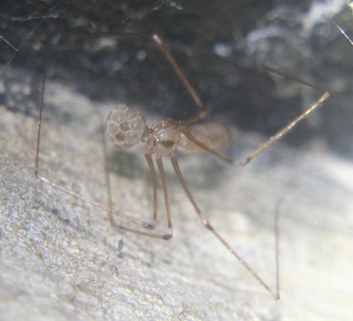 Daddy long-legs spider carrying egg sac 06.09.18 Copyright: Daniel Blyton