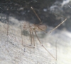 Daddy long-legs spider carrying egg sac 06.09.18