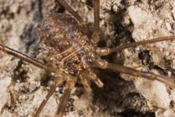 Opilio parietinus Copyright: Paul Richards