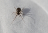 linyphiid species 16th of March 2021