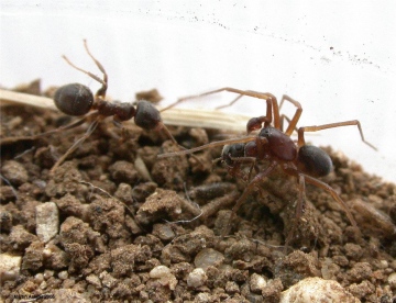 Zodarion fuscum with prey Copyright: Martin Askins