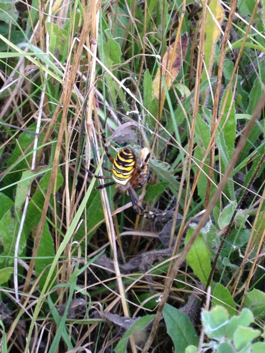 Wasp Spider spotted 12.09.2013 Copyright: Laura Jones