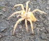 Unknown type of Spider 