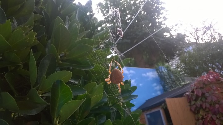 un-identified spider in garden Copyright: Jen Woolgar