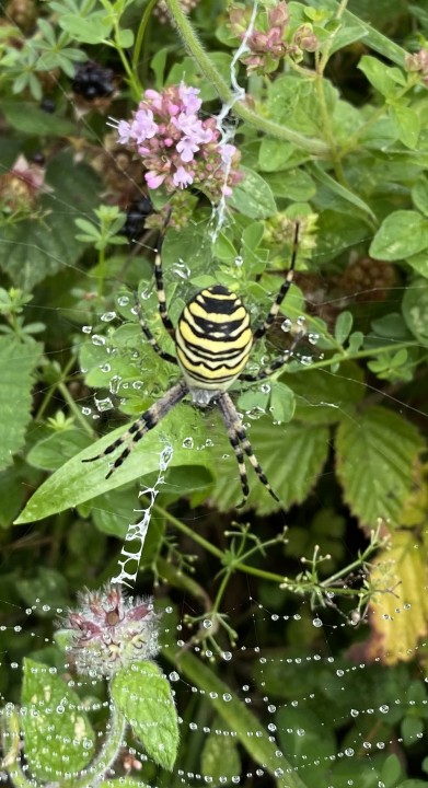 Wasp spider 26.08.2021 Copyright: Ria Hatton