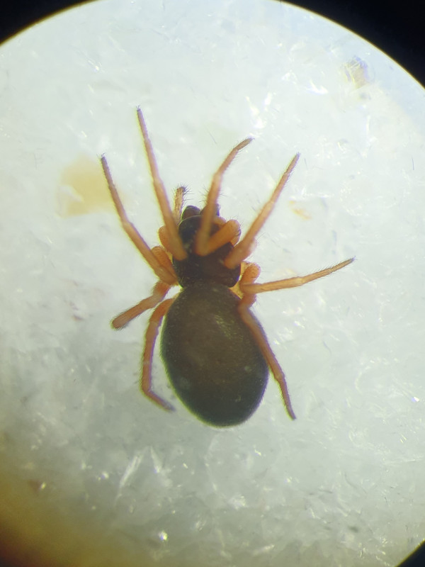 Baryphyma maritimum female dorsal Copyright: Vicky Gilson