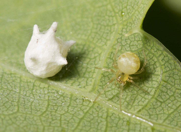 Paidiscura pallens female with egg sac under Oak leaf Copyright: Evan Jones