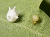 Paidiscura pallens female with egg sac under Oak leaf Copyright: Evan Jones