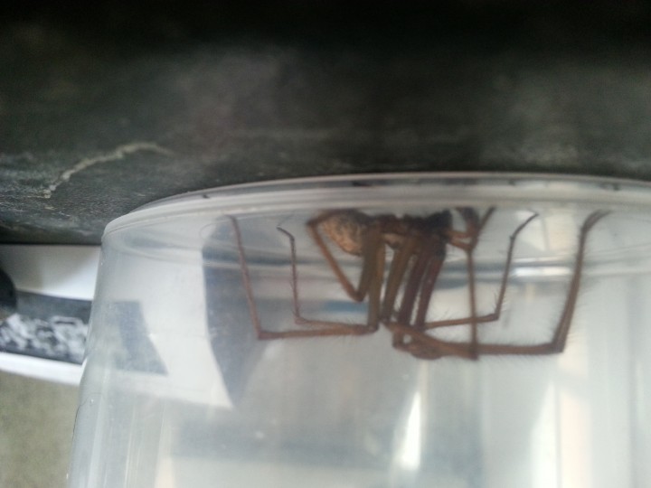 house spider in dudley Copyright: Joanne Marston