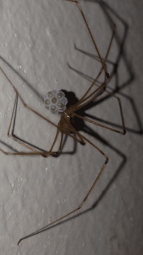 Pholcus spider Copyright: Stacey Rowan
