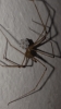 Pholcus spider