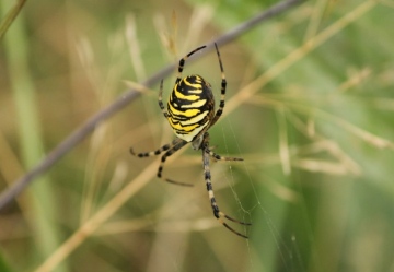 Wasp Spider on Park Copyright: Olga Joy Cushing
