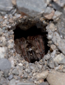 Arctosa cinerea adult female in burrow Copyright: Evan Jones