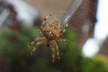 ARANEUS DIADEMATUS - FEMALE Copyright: Ivan Gasparetto