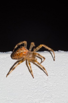 Garden Spider On the Wall Copyright: James Sampson