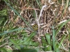 Wasp Spider in grass