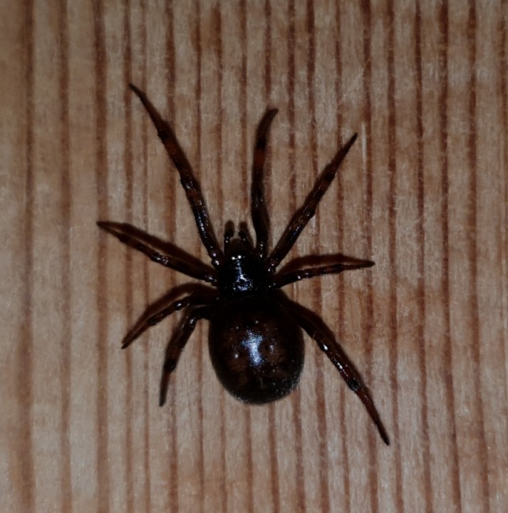 Steatoda Grossa 4 Cambs Copyright: Justin Gregson
