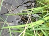 Bog Raft Spider Thursley Common 02.06.18
