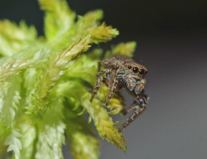 Callositticus caricis female MW 2 Copyright: Michael Waite