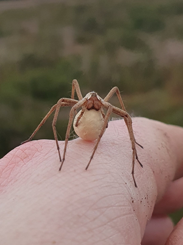 Pisaura mirabilis egg sac Copyright: Vicky Gilson